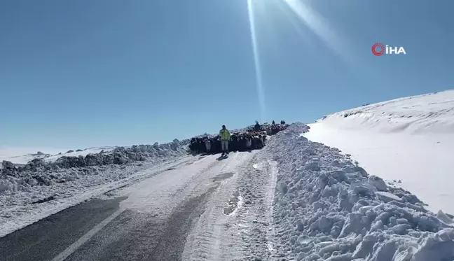 Muş'ta Erken Yağan Kar 2 Bin Koyunun Mahsur Kalmasına Neden Oldu