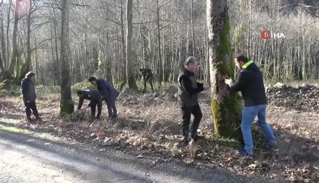 Yalova'da Çınar Ağaçlarını Kurutan Hastalığa Karşı Araştırmalar Devam Ediyor