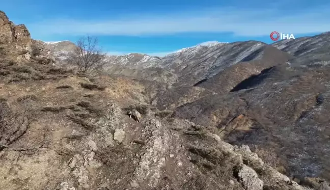 Tunceli'de Kurt Görüntülendi