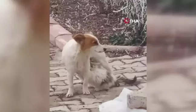 Çiko isimli köpek, annesiz kalan yavru kediyi emziriyor