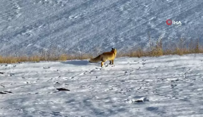 Dondurucu Soğuklar Yaban Hayatını Zorluyor: Kızıl Tilki Görüntülendi