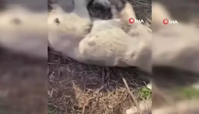 Gaziantep'Te 3 Yavru Köpek Öldürüldü