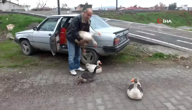 Kazları Komşularından Kurtulmak İçin Doğaya Bıraktı