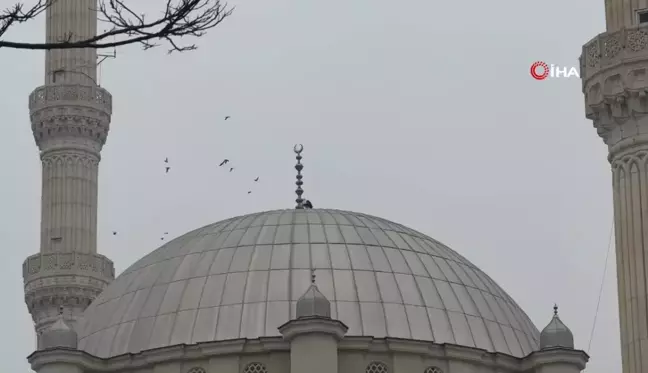 Iğdır'ın İkonik Leylekleri Bu Yıl Da Şehri Terk Etmedi