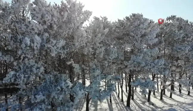 Kars'ta Dondurucu Soğuk, Çam Ağaçlarını Dondu