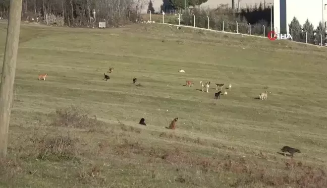 Samsun Kırsalında Başına Boş Köpek İstilasına Karşı Mahalleli Endişeli