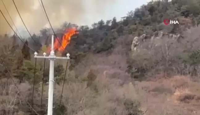 Japonya'da Orman Yangını: 150 Kişi Tahliye Edildi