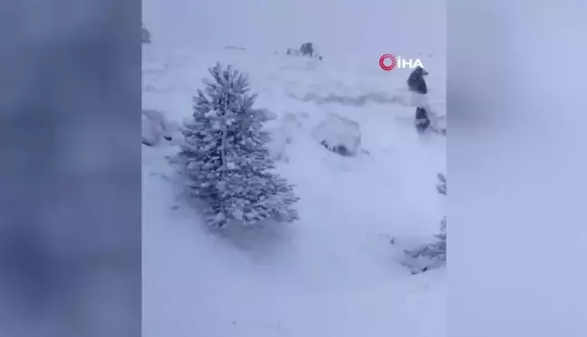 Kazdağları'nda Kış Uykusuna Yatmayan Ayı ve Yavruları Görüntülendi