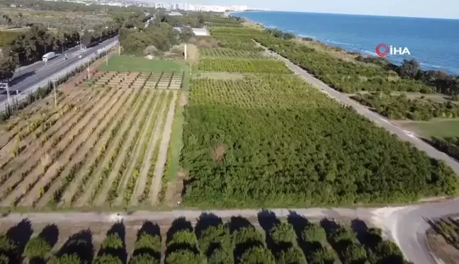 Mersin'de Muz ve Mandalinada Yeni Çeşitler Tescillendi