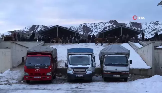 Erzurum Oltu Canlı Hayvan Pazarı Yeniden Açıldı