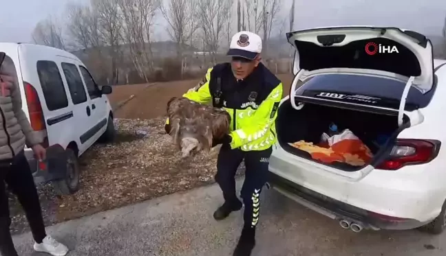 Yaralı Akbaba Jandarma Tarafından Kurtarıldı