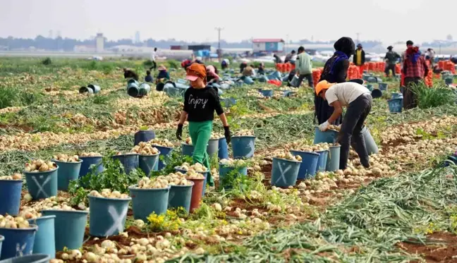 Adana'da Soğan Fiyatları Düşüşte: Çiftçi Umduğunu Bulamadı