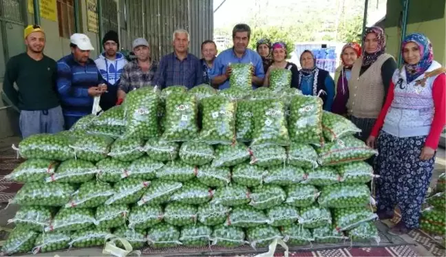 Silifke'de Erik İhracatı Başladı