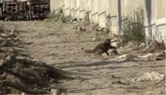 (Özel) Kedinin fare ile oyunu kahkahaya boğdu