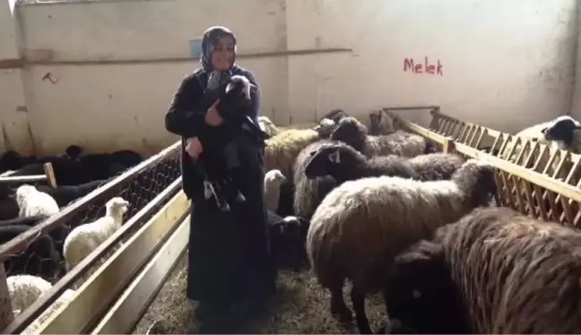 Devlet desteğinden yararlandı, koyun sürüsü sahibi oldu