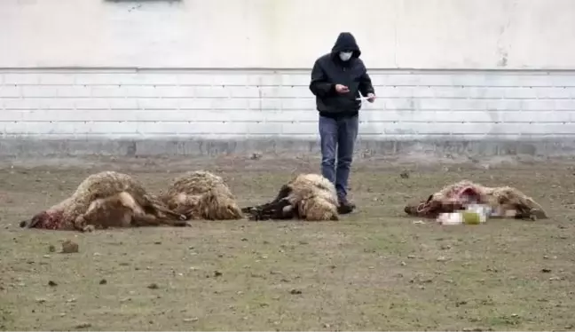 Arazide otlarken ölen 26 koyun için çifte inceleme