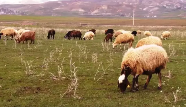 MUŞ OVASI YEŞİLE BÜRÜNDÜ, KÜÇÜKBAŞ HAYVANLAR MERAYA ÇIKARILDI