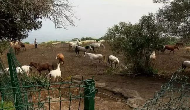 HATAY'DAKİ KAYIP ATLARIN ÇİPLERİNİ ÇIKARDIĞI İDDİA EDİLDİ, EVİNDE İNCELEME YAPILDI