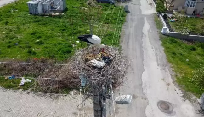 Elektrik direği, 7 yıldır leyleklerin yuvası