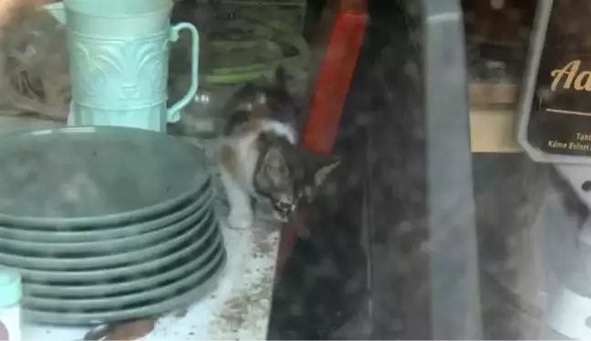 LOKANTADA MAHSUR KALAN KEDİ VE YAVRUSU, HAYDİ UYGULAMASI İLE KURTARILDI