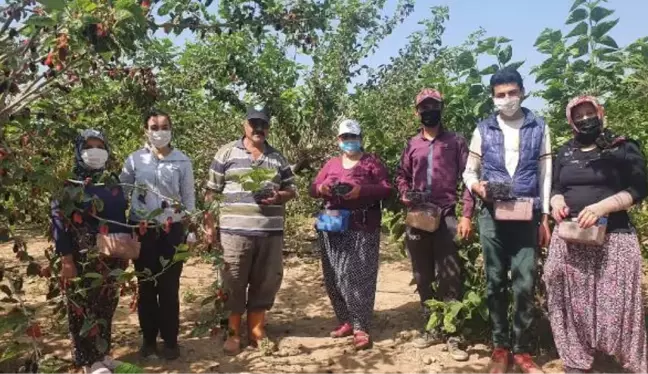 Silifke'de hasadı yapılan karadut, üreticinin yüzünü güldürüyor