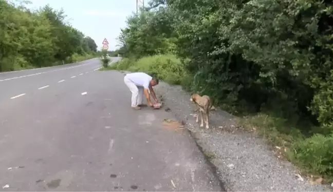 SARIYER'DE SERVİS ŞOFORÜ DÖRT YILDIR HER GÜN SOKAK HAYVANLARINI BESLİYOR