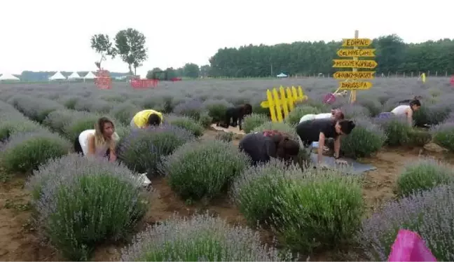 Edirne'de lavanta tarlasında yoga