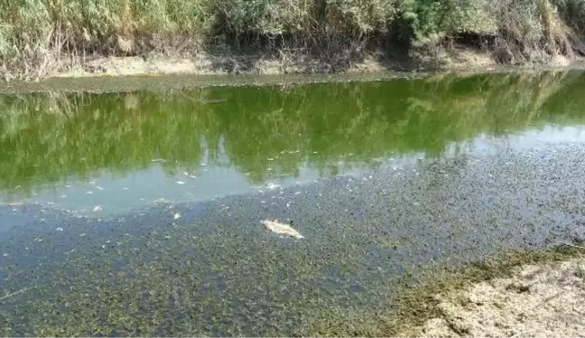 BÜYÜK MENDERES ESKİ YATAĞINDA KURAKLIK CANLILARI DA VURDU, BİNLERCE BALIK TELEF OLDU