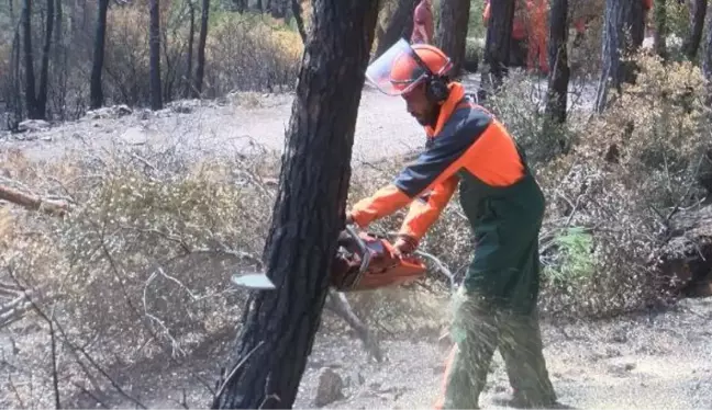 HEYBELİADA'DA 1700 AĞAÇ YANDI: YEŞİLLENDİRME ÇALIŞMASI BAŞLADI