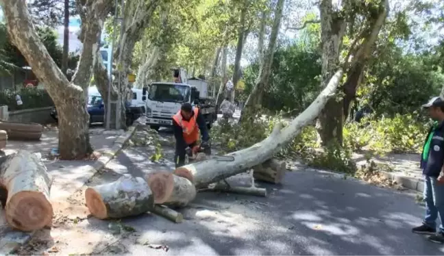 SARIYER'DE ÇINAR AĞACI YOLA DEVRİLDİ