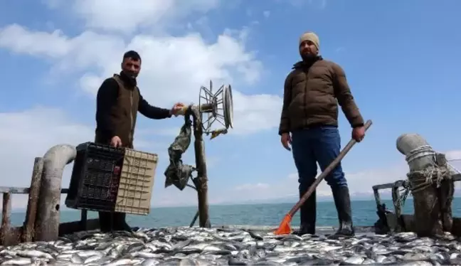 VAN GÖLÜ'NDE İNCİ KEFALİ POPÜLASYONUNDA ARTIŞ