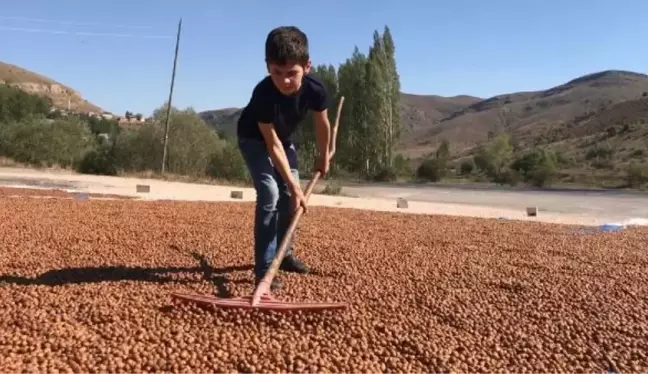 FINDIĞI KURUTMAK İÇİN GÜNEŞ GÖÇÜ