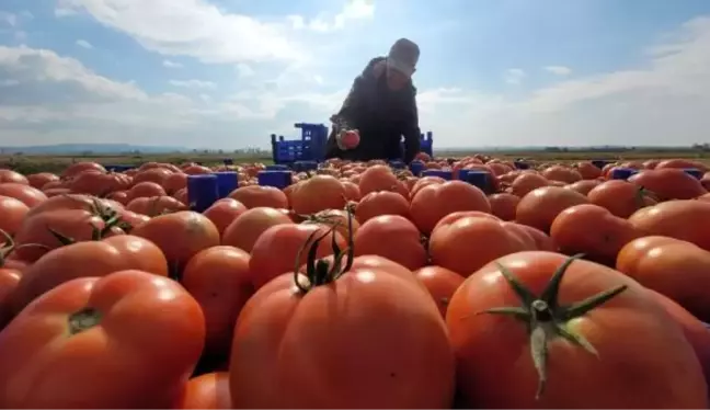 ÇANAKKALE DOMATESİ SON TURFANDA HASADINDA ÜRETİCİYİ GÜLDÜRDÜ