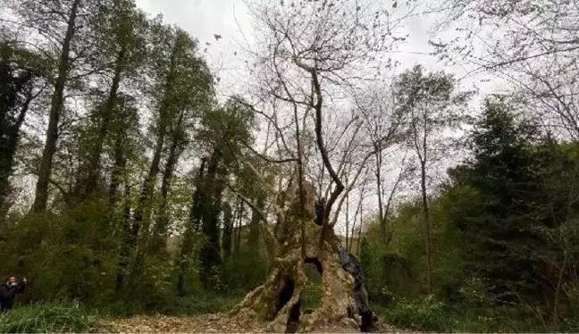 İSTANBUL'UN TARİHE TANIKLIK EDEN EN YAŞLI AĞACI