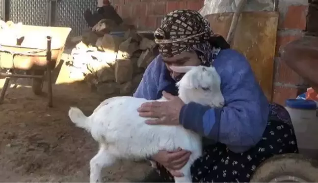 3 BACAKLI DOĞAN OĞLAK YAŞAMA TUTUNDU