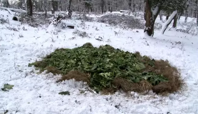 Ocak ayı içerisinde yaban hayvanları için doğaya 15 ton yem bırakıldı