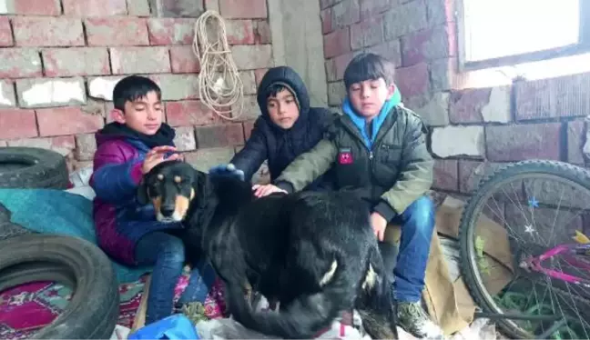 ALPEREN, YENİ DOĞUM YAPAN KÖPEK VE YAVRULARINA SAHİP ÇIKTI