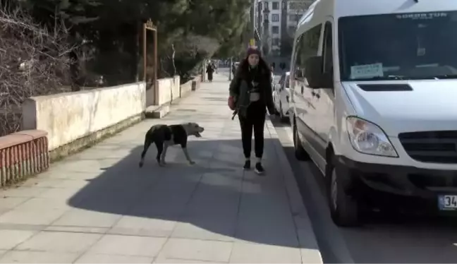 Ataşehir'de pitbull paniği