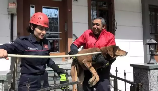 Son Dakika | AVCILAR'DA MAHSUR KALAN KÖPEĞİ İTFAİYE KURTARDI