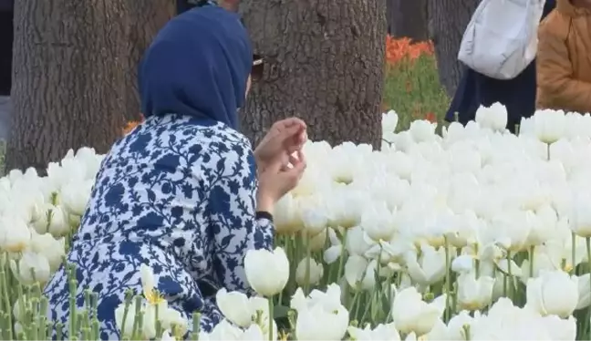 EMİRGAN KORUSU'NDAKİ 'LALE ŞÖLENİ'NE FOTOĞRAF GÖLGESİ