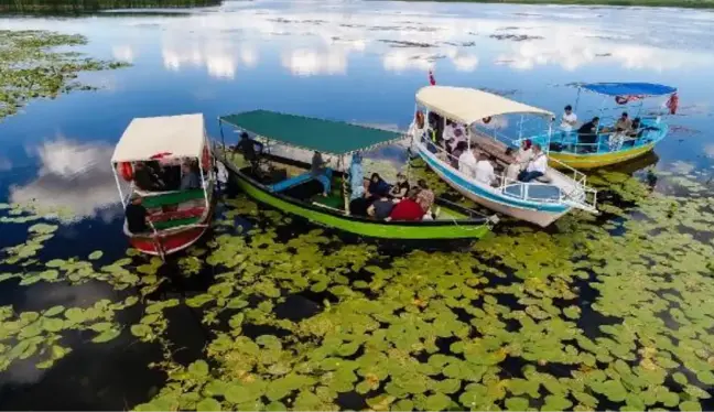 Beyşehir Gölü, 'nilüfer tarlası' gibi