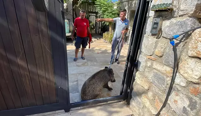 Muğla haber: Bodrum'da evin bahçesine giren yaralı yaban domuzu bayıltılarak yakalandı