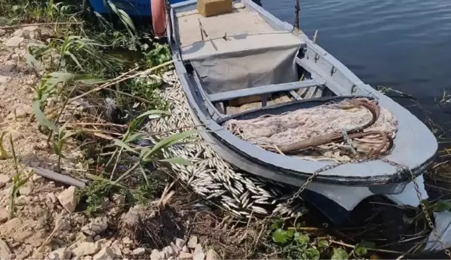 Son dakika haberi | HATAY'DA ASİ NEHRİ'NDE TOPLU BALIK ÖLÜMLERİ