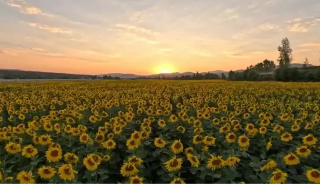 Kelkit Belediyesi Ayçiçek Yağı Fabrikası Kurmayı Planlıyor