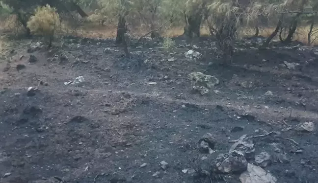 Balıkesir'de Orman Yangını Söndürüldü