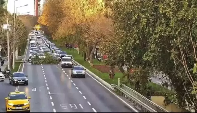 Bakırköy'de Rüzgarın Etkisiyle Ağaç Yola Devrildi