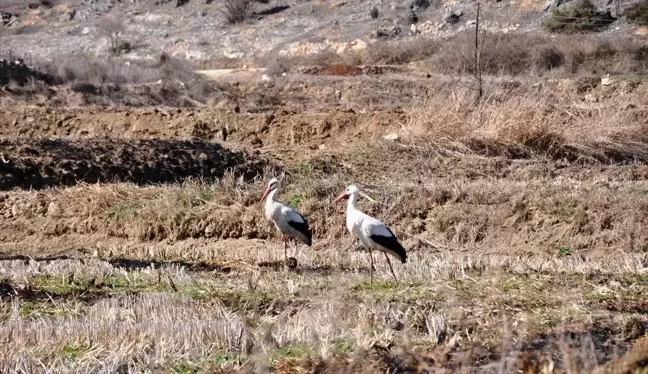 Sinop'un Saraydüzü ilçesinde leylekler baharın müjdecisi olarak gelmeye başladı