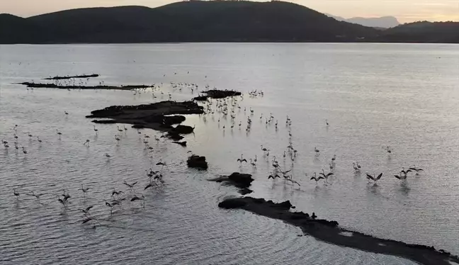 Tuzla Sulak Alanı'nda Göçmen Kuş Yoğunluğu Havadan Görüntülendi