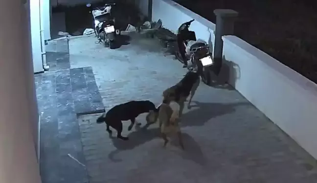 Seydikemer'de Sokak Köpekleri Kediyi Öldürdü