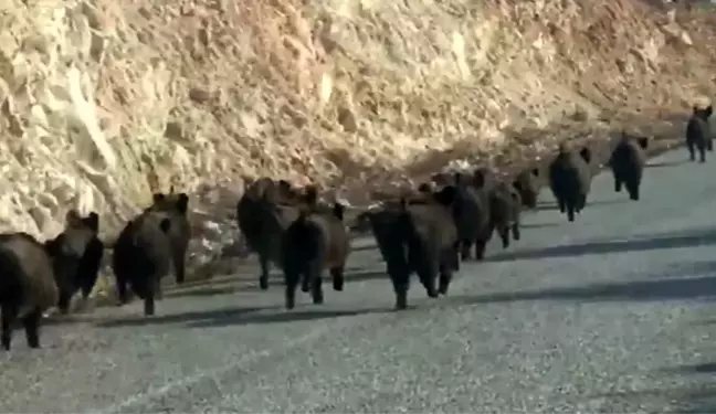 Sürücülerin gördükleri manzara karşısında şaşkına döndü